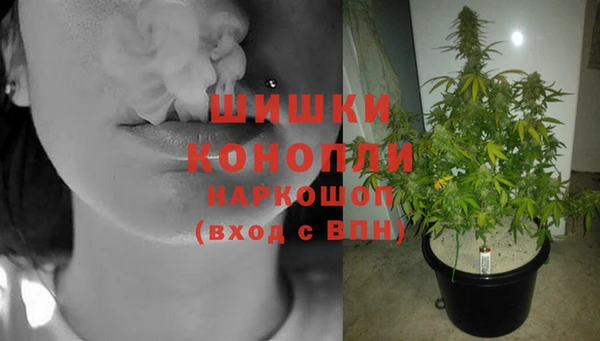 сатива Заволжье